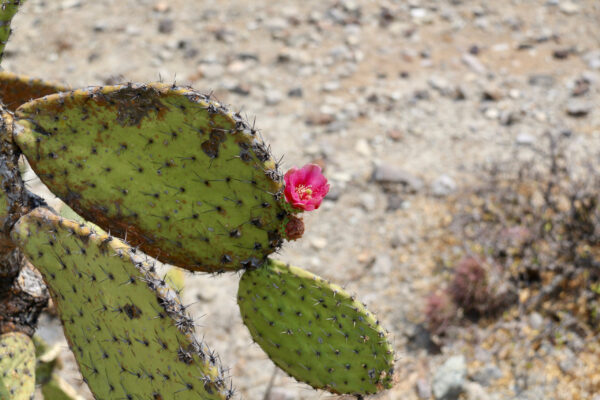Мексиканские кактусы.
